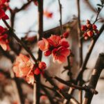 cate-brodersen-d-kdPOHAw9Q-unsplash