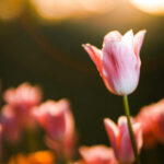 oguzhan-edman-aHXSe1-WRMs-unsplash